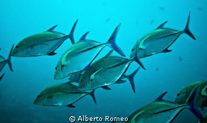A scool of    Giant trevally Caranx  ignobilis by Alberto Romeo 